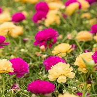 Moss Rose Gelb Samen leuchtend Gelb Moss Roses