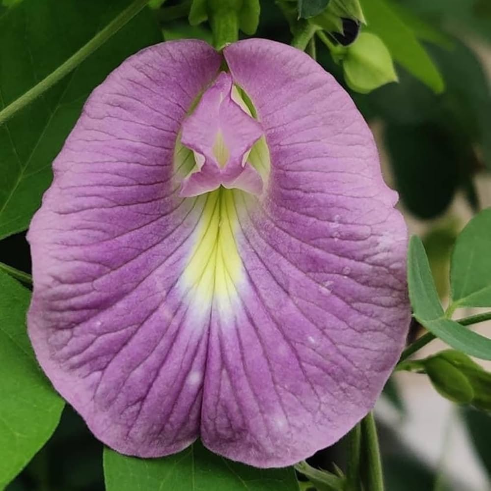 Shankhapushpam Clitoria ternatea Samen zur Aussaat Herbal Garten und Blume Beet