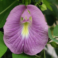 Shankhapushpam Clitoria ternatea Samen zur Aussaat Herbal Garten und Blume Beet
