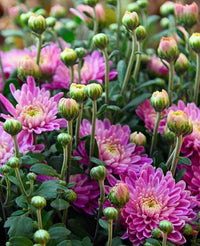Violett Chrysantheme Blumensamen zur Aussaat – saisonal Dauerblüher – Traditionssorte & ohne Gentechnik Samen Hausgarten