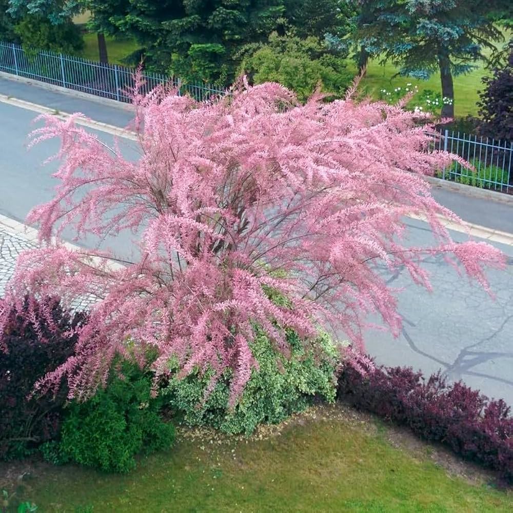 Rosa Tamarix Ramosissima Blumensamen zur Aussaat – farbenfroh Schau – Traditionssorte & ohne Gentechnik Samen Hausgarten