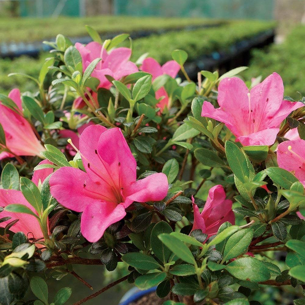 Japanese azalea rhododendron indicum for anpflanzung in container garten