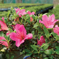 Japanese azalea rhododendron indicum for anpflanzung in container garten