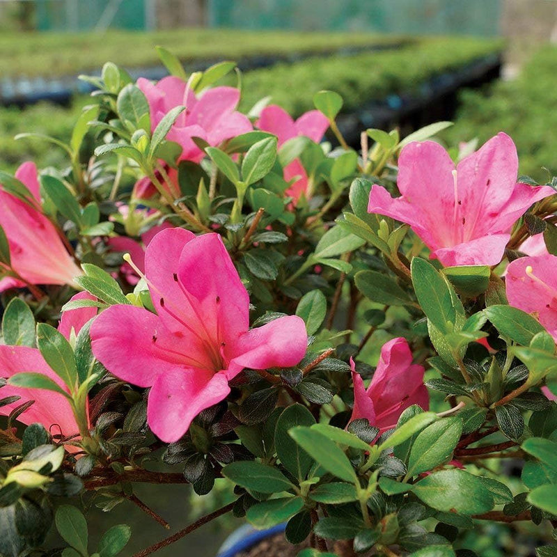 Japanese azalea rhododendron indicum for anpflanzung in container garten