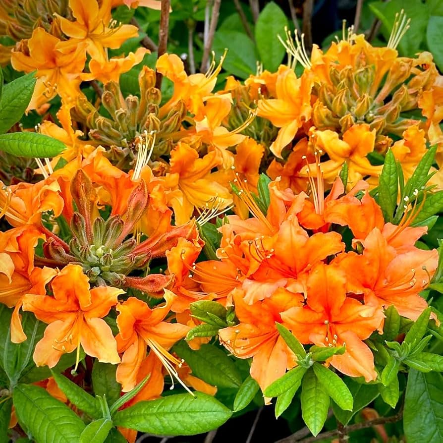 Orange Azalee Rhododendron Simsii Bonsai Blumensamen zur Aussaat Schnitt Blume beliebt Traditionssorte & ohne Gentechnik Samen Hausgarten