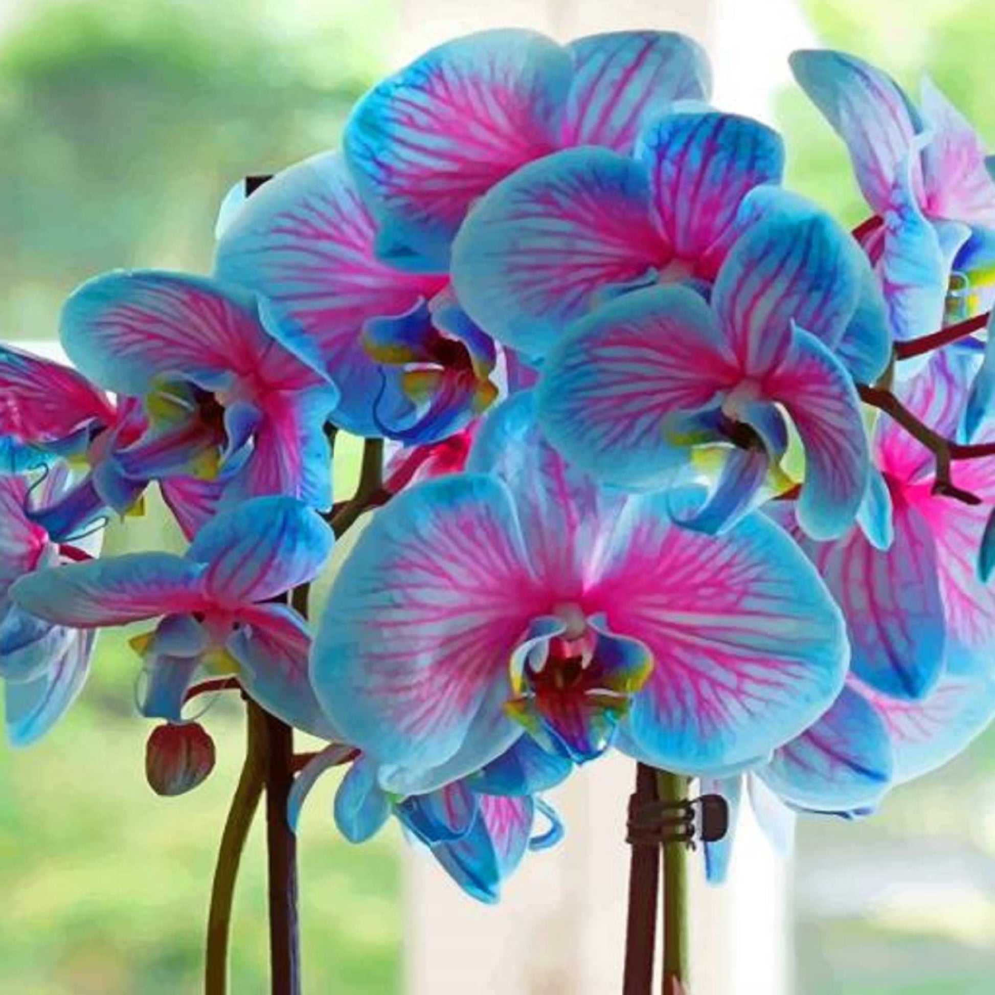 Sky blau phalaenopsis orchid blume samen for vibrant indoor blooms