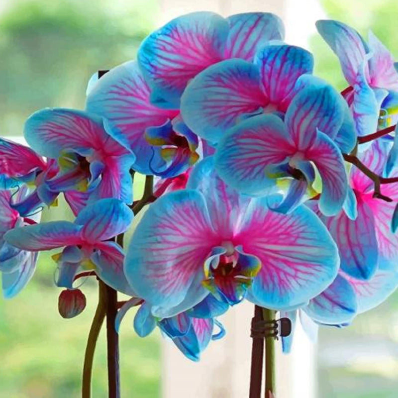 Sky blau phalaenopsis orchid blume samen for vibrant indoor blooms