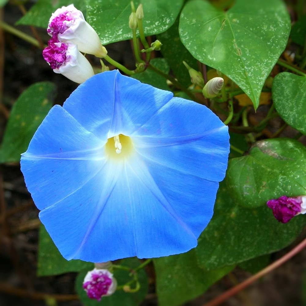 Morning glory blume samen for vibrant garten blooms