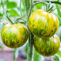 Green Zebra Tomate Samen Solanum lycopersicum zum Pflanzen in Urban Garden and Gemüse Bed