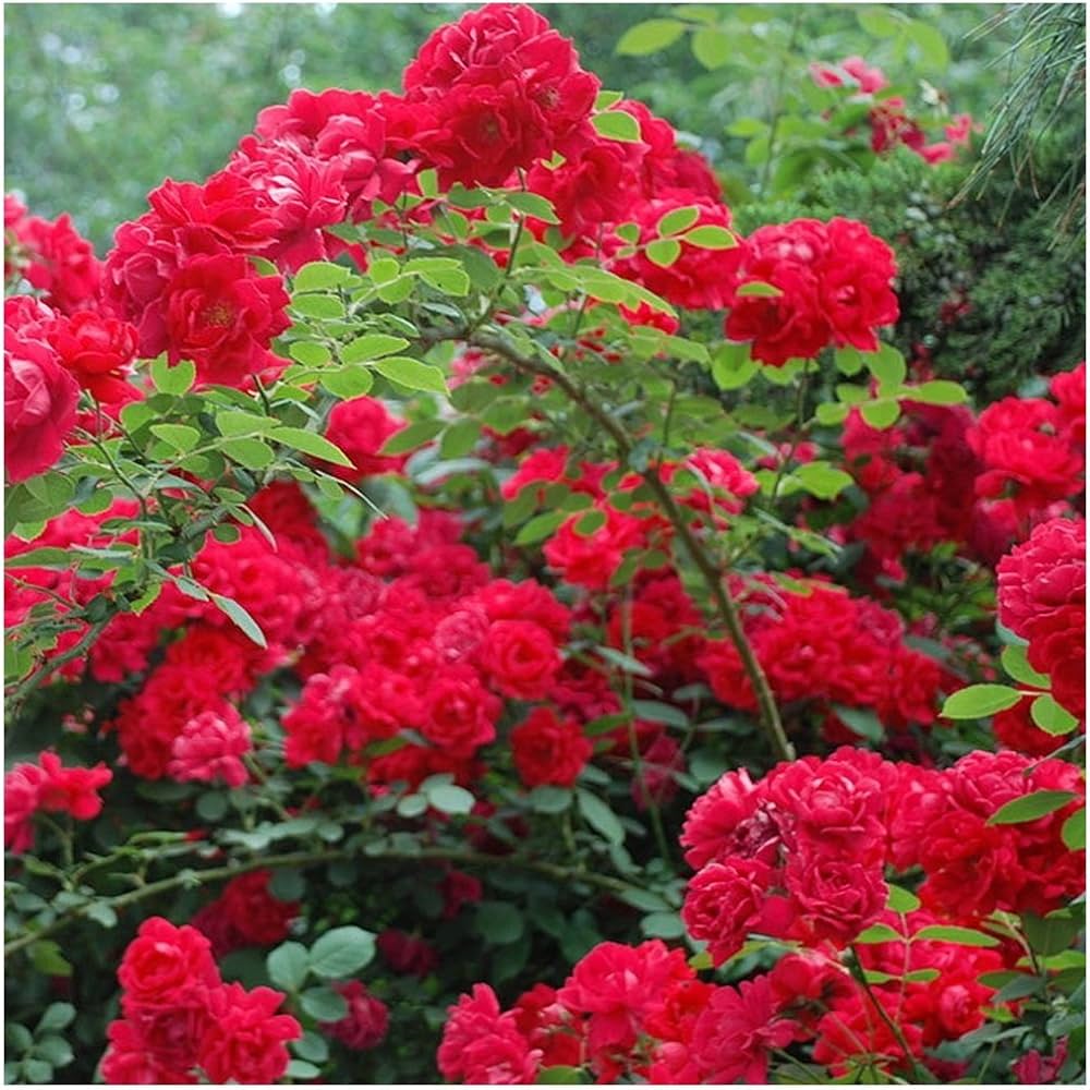 kletternd Polyantha Rose Rosa Samen DIY Hausgarten trellis