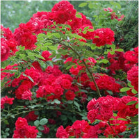 kletternd Polyantha Rose Rosa Samen DIY Hausgarten trellis