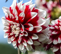 Weiß and rot chrysanthemum blume samen for anpflanzung - fragrant blossoms, heirloom & gmo free samen for home garten
 
 sale samen for anpflanzung in home garten