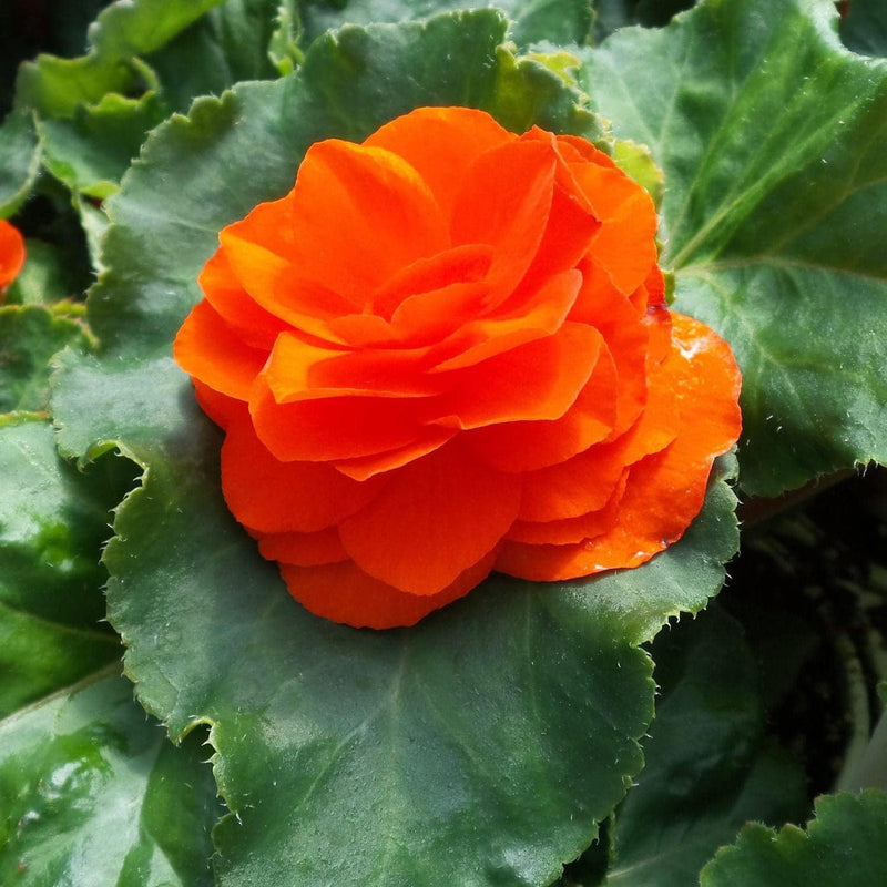 Orange begonia blume samen for anpflanzung - hardy variety, heirloom & gmo free samen for home garten
 
 sale samen for home garten