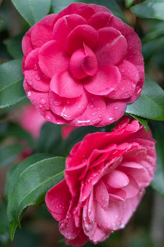 Kamelie Japonica Blumensamen zur Aussaat – Wildblume Mischung – Traditionssorte & ohne Gentechnik Samen Hausgarten