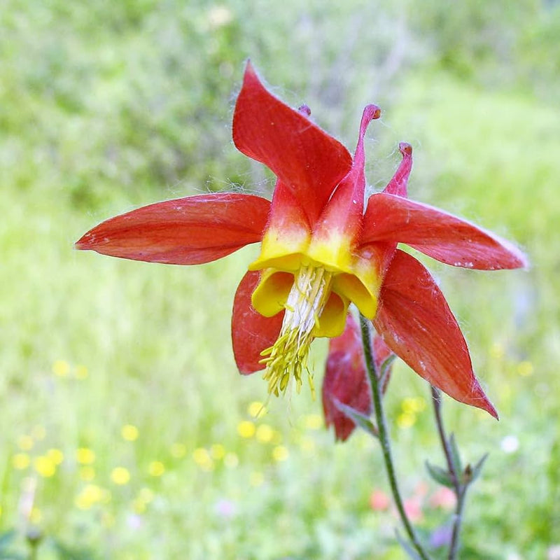 Rot aquilegia canadensis blume samen for anpflanzung - perfect for borders, heirloom & gmo free samen for home garten
sale samen for anpflanzung in home garten