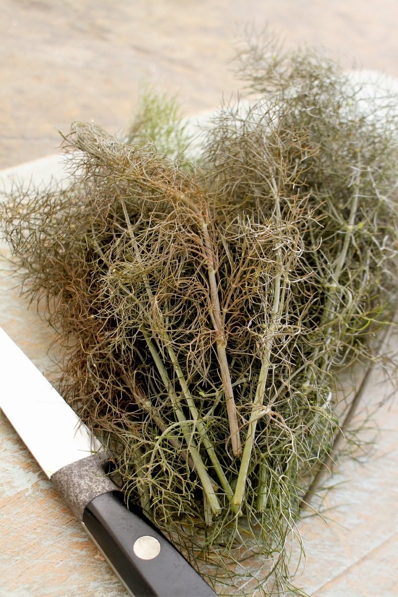 fennel samen bronze foeniculum vulgare