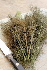fennel samen bronze foeniculum vulgare