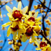 Chimonanthus (chimonanthus blume) samen for anpflanzung in home garten