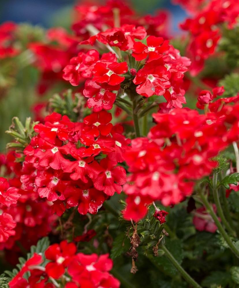 Rot Eisenkraut Hybrida Samen mehrjährig Blume Blüten