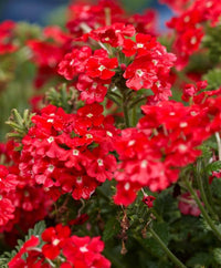 Rot Eisenkraut Hybrida Samen mehrjährig Blume Blüten