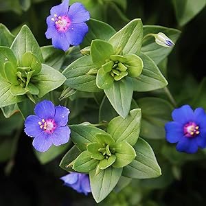 Blau PIMPERNEL Samen Blau Blumen