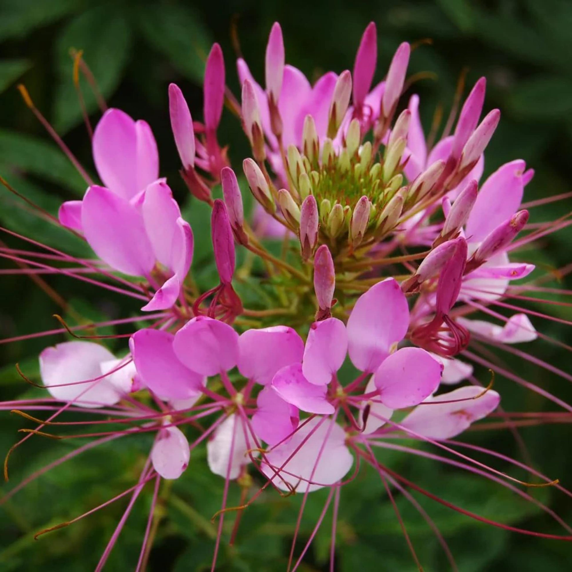 Cleome Cleome hassleriana Blumensamen zur Aussaat Garten und Blume Beet