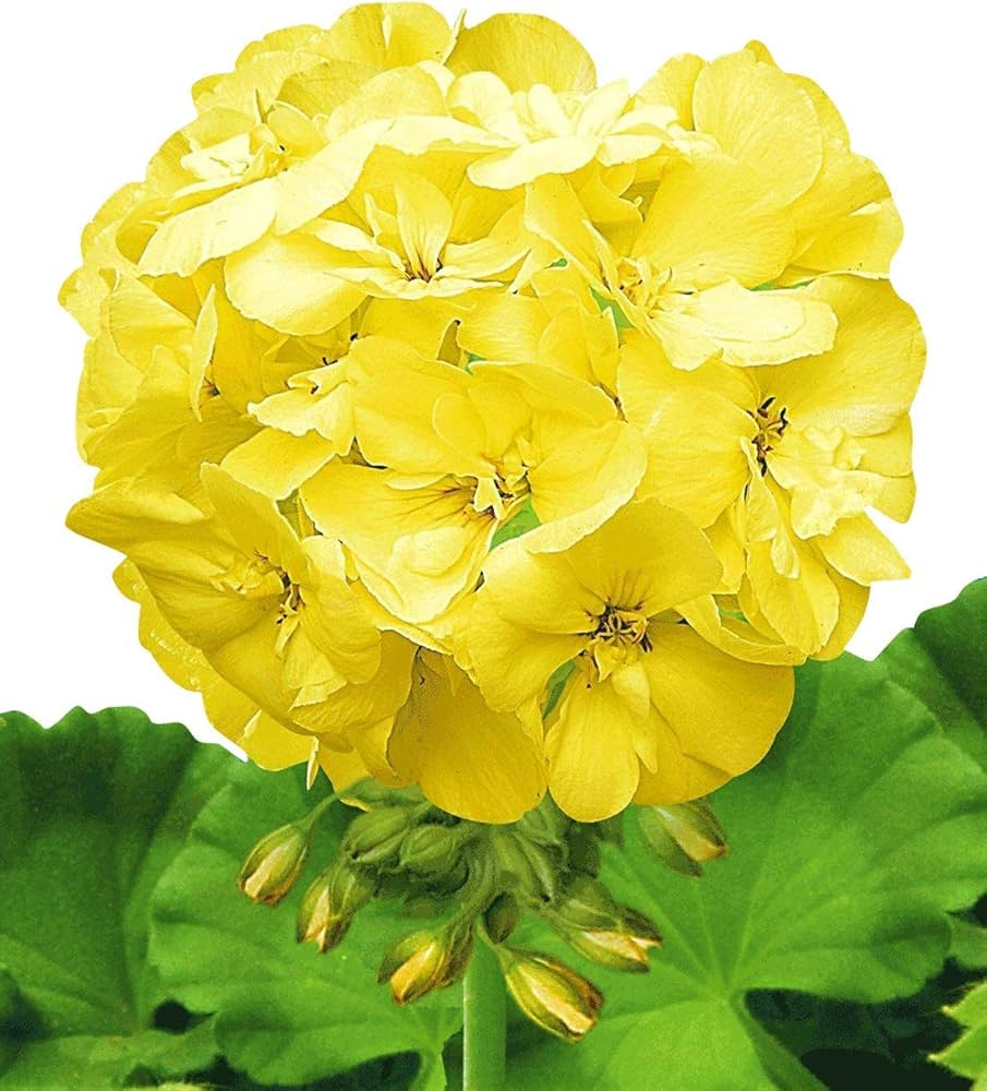 Gelb Hortensie Blumensamen zur Aussaat ideal Rabatten Traditionssorte & ohne Gentechnik Samen Hausgarten