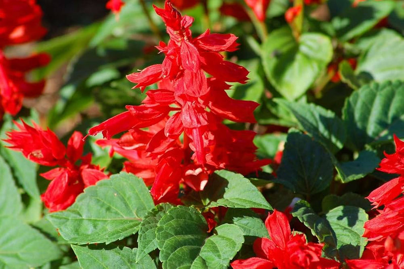 Salvia splendens reddy salmon for anpflanzung in pollinator garten