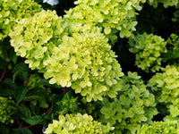hell Grün Hortensie Blumensamen zur Aussaat – Bestäuber freundlich – Traditionssorte & ohne Gentechnik Samen Hausgarten