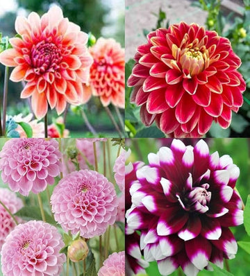 Mischung Dahlie Pompon Samen zur Aussaat farbenfroh Blume Garten Blüten – Anzucht Frühling
