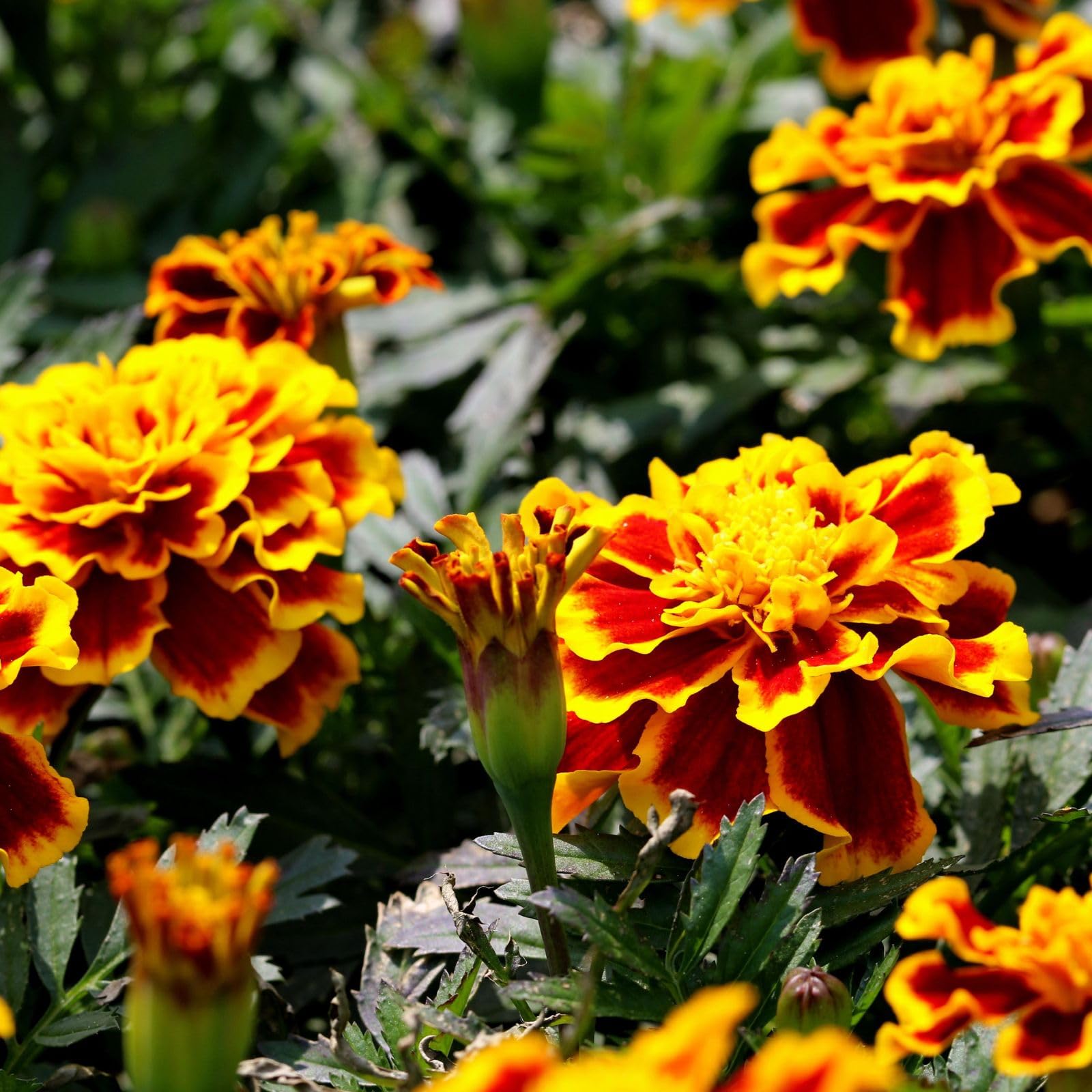 Studentenblume Samen Ez Wachsen Französisch Studentenblume Doppelte Gelbe und Rote Detailed Samen zur Aussaat Blume Beet