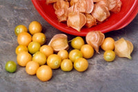 Pineapple Tomatillo Samen selten Gelb Fruits – Eastern European Sorte