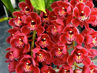 Cymbidium (cymbidium blume) samen for anpflanzung in home garten
