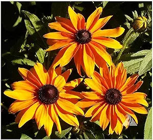 Gloriosa daisy samen for bold blumen