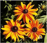 Gloriosa daisy samen for bold blumen