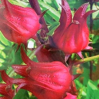 Roselle Blumensamen zur Aussaat – pflegeleicht – Traditionssorte & ohne Gentechnik Samen Hausgarten