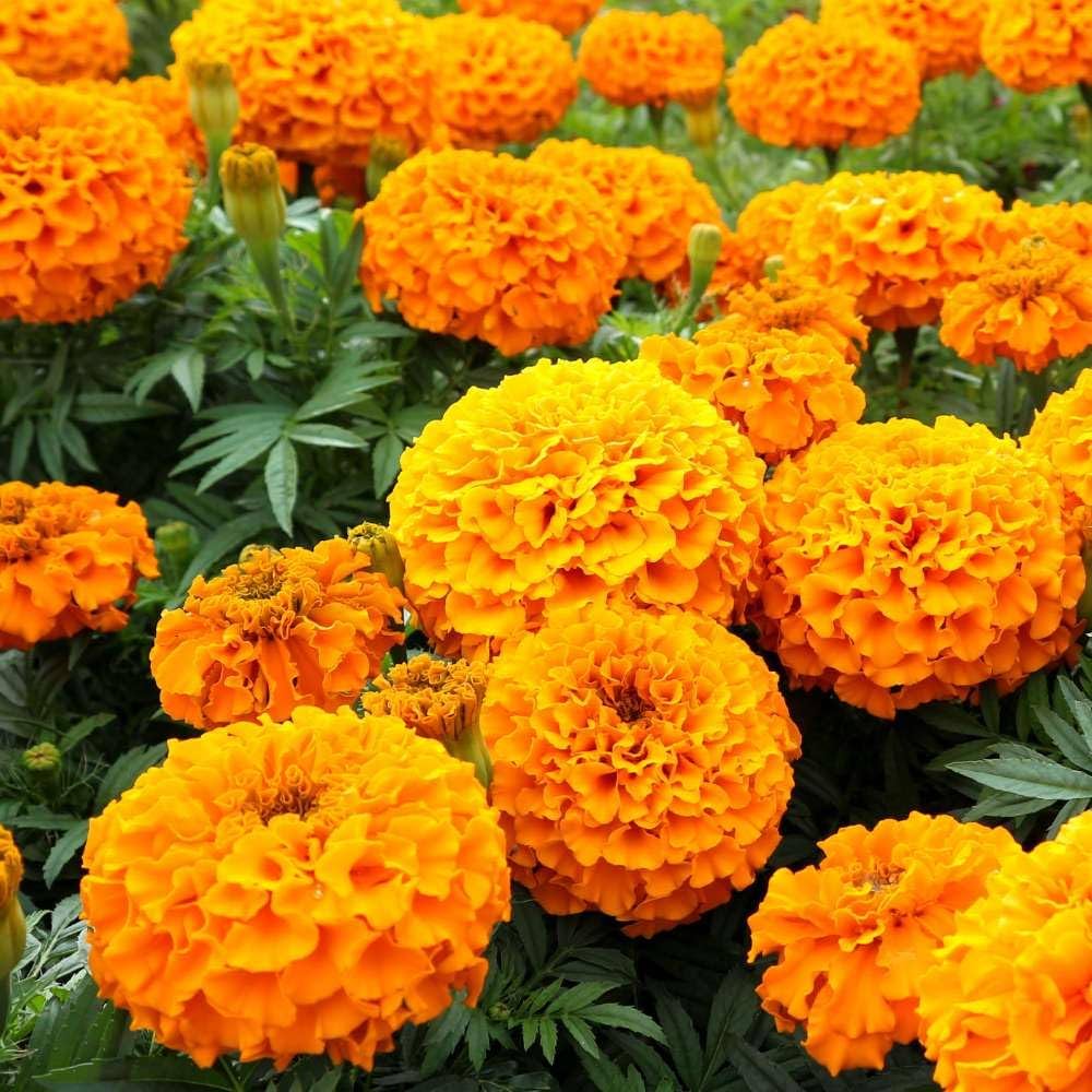 Studentenblume Blumensamen zur Aussaat Drought verträglich Traditionssorte & ohne Gentechnik Samen Hausgarten