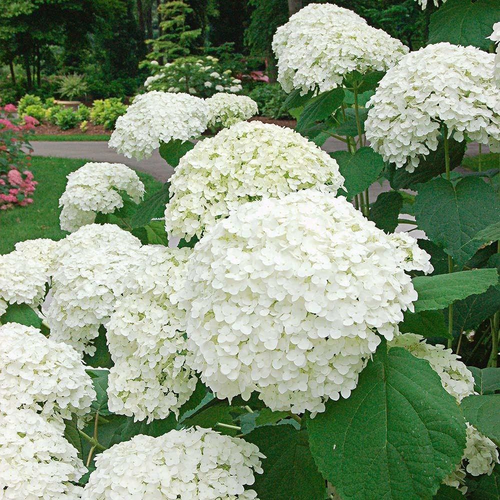 Hydrangea (hydrangea blume) samen for anpflanzung in home garten