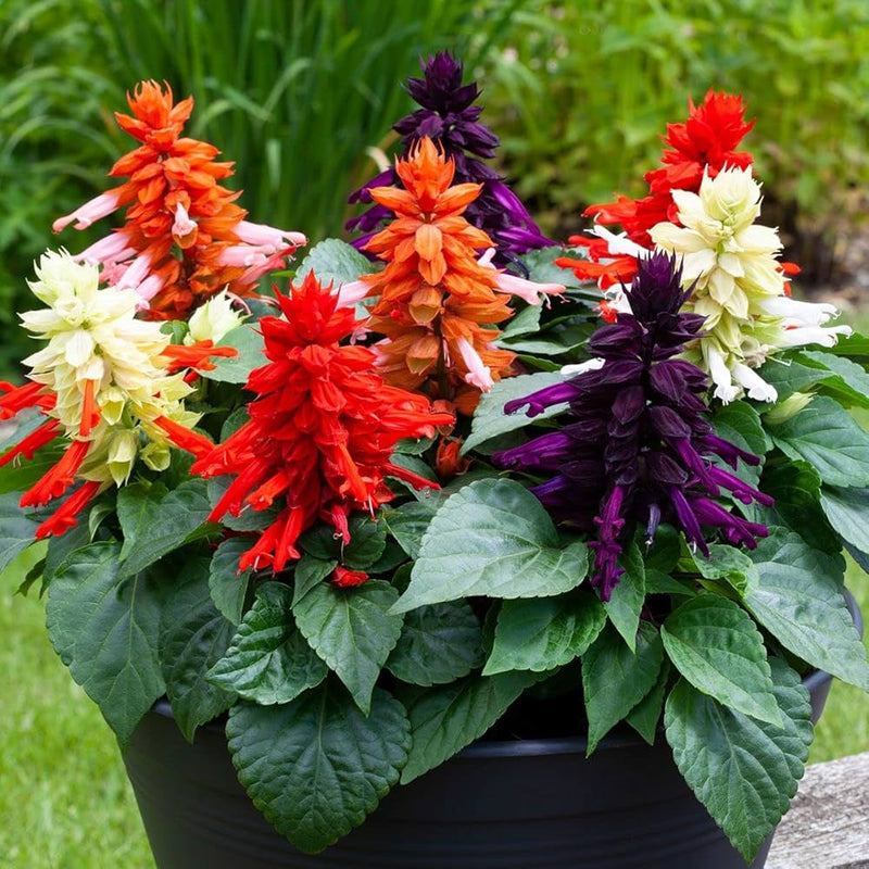 Salvia Blumensamen zur Aussaat saisonal Dauerblüher Traditionssorte & ohne Gentechnik Samen Hausgarten