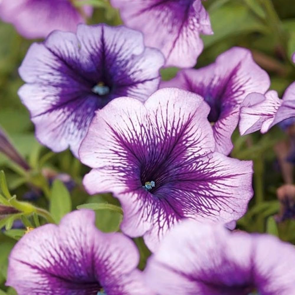 Tritunia Purpurner Sterne Petunie Samen zur Aussaat Lila Garten Blüten
