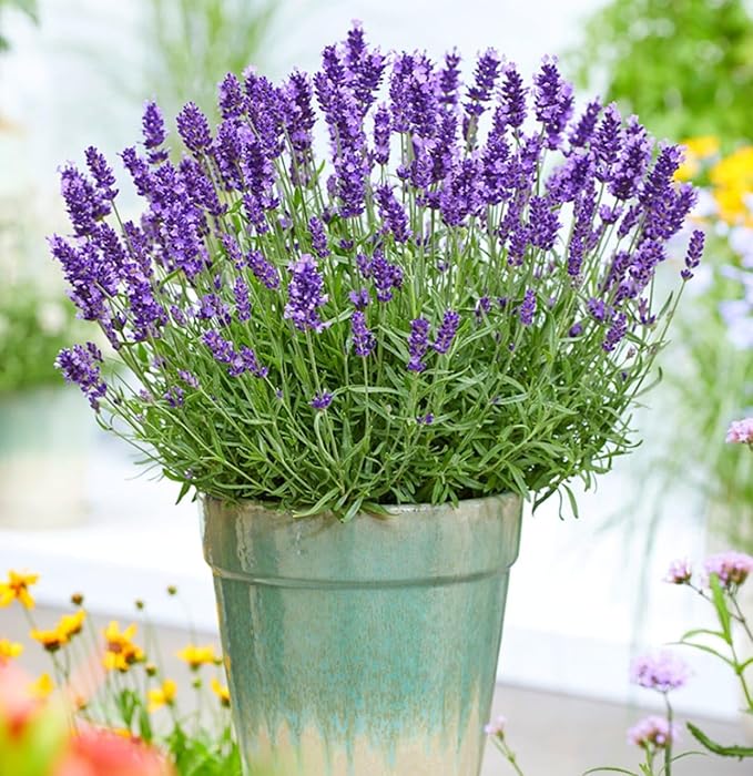 Thick Blau Lavendel Blumensamen zur Aussaat leuchtend Traditionssorte & ohne Gentechnik Samen Hausgarten
