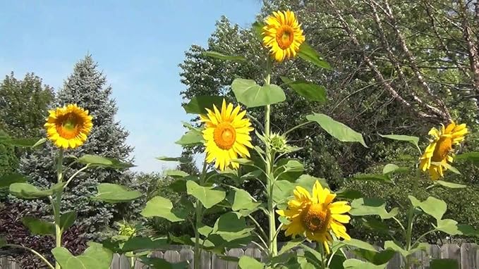 Mammoth Sonnenblume Samen zur Aussaat Blume Beet