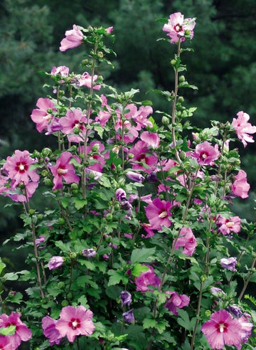 Rose of sharon hibiscus syriacus blume samen