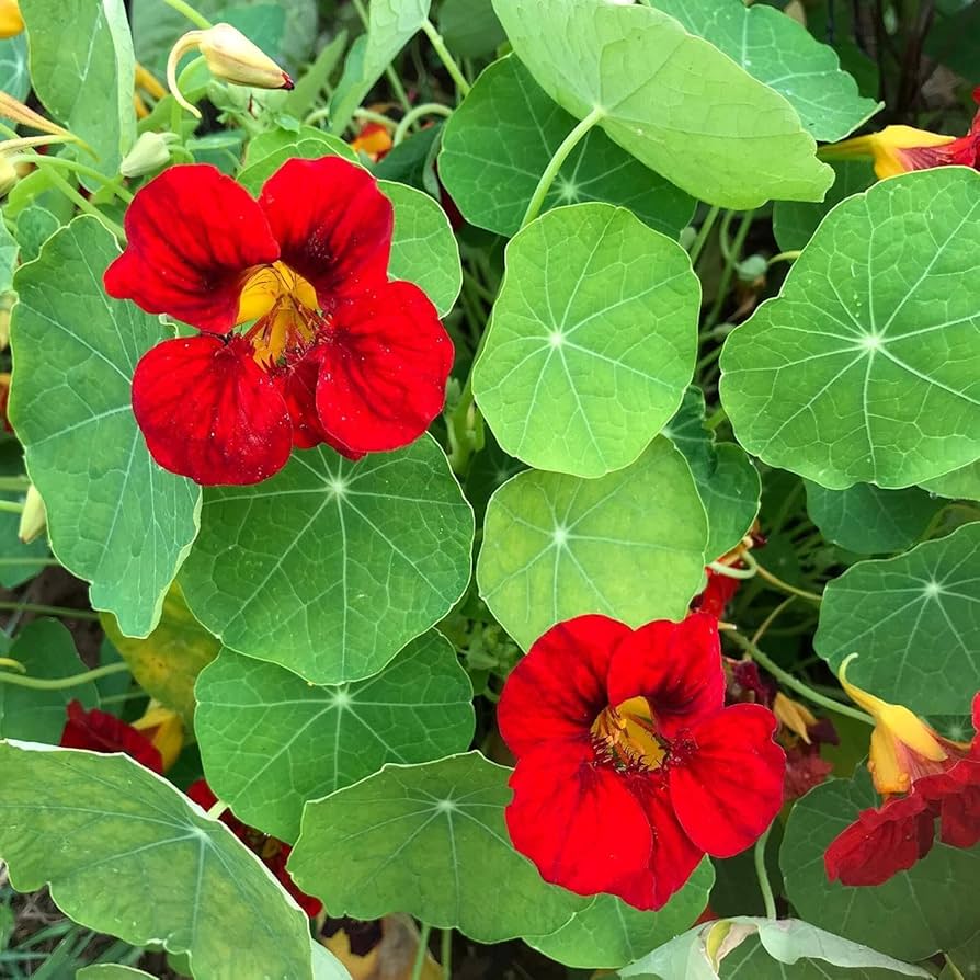 Scarlet Rot Kapuzinerkresse Re-seeding einjährige Blume Samen leuchtend Rot Blüten Garten