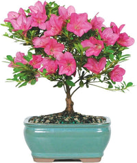 Japanese Azalee Rhododendron indicum Bonsai Blumensamen zur Aussaat Container Garten