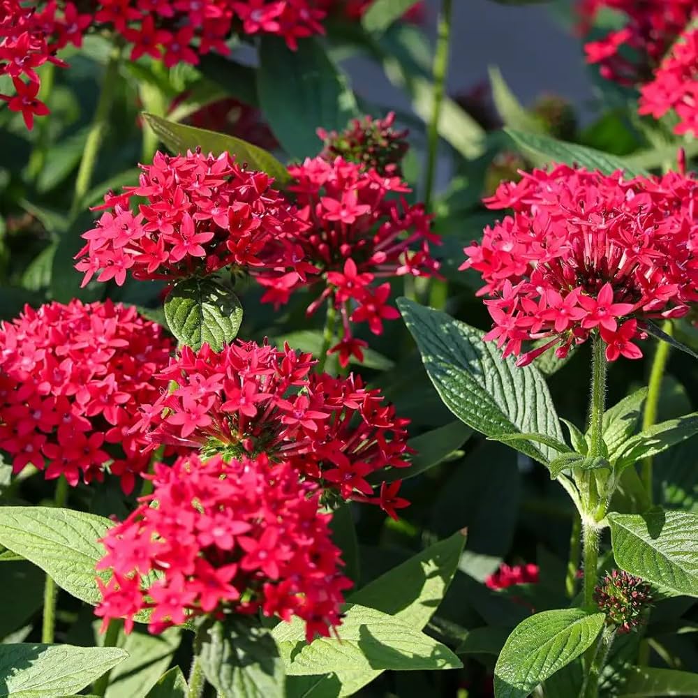 Pentas Blumensamen zur Aussaat leuchtend Traditionssorte & ohne Gentechnik Samen Hausgarten