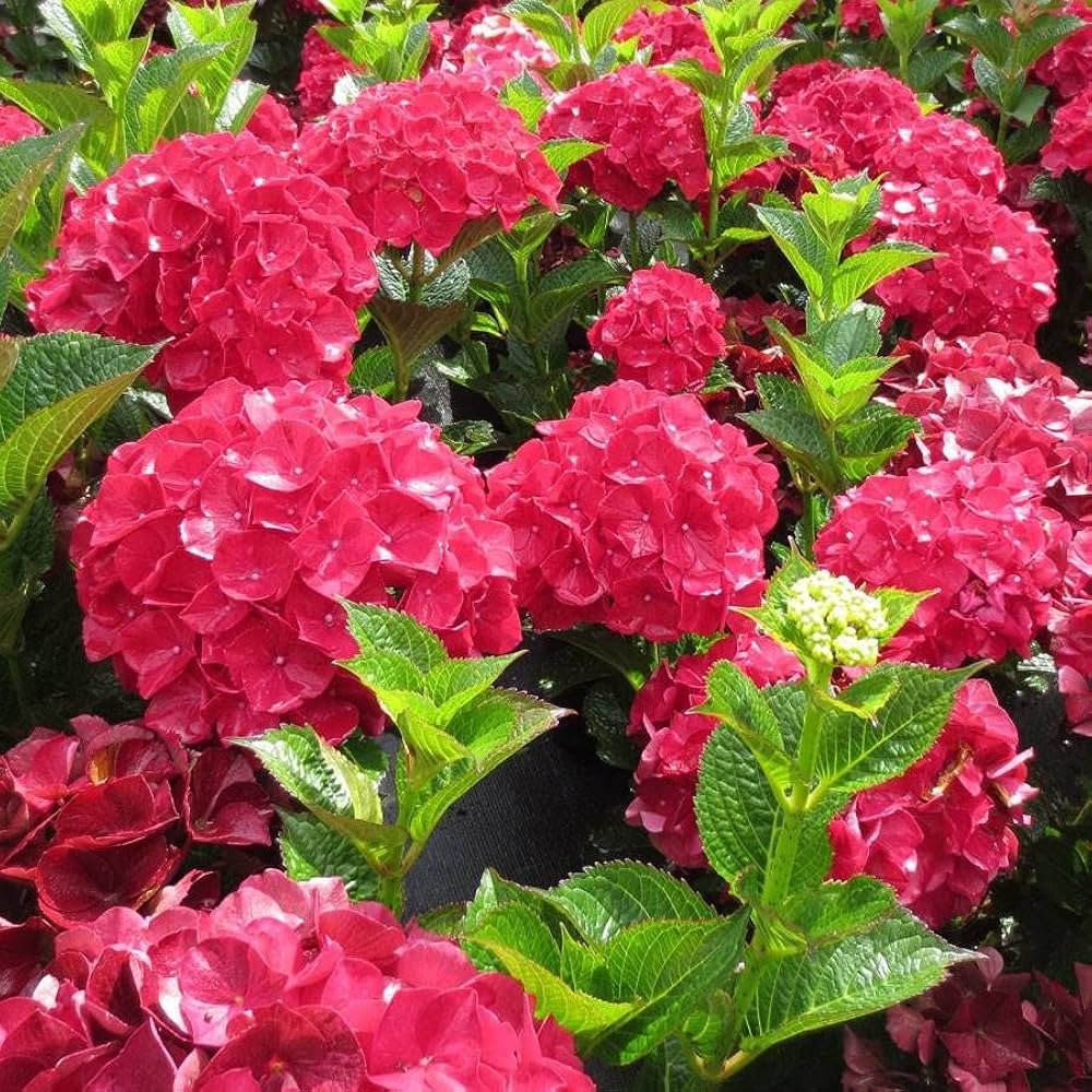 Hortensie Tohum Garten Blume Pflanzen Samen