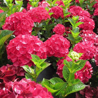 Hortensie Tohum Garten Blume Pflanzen Samen