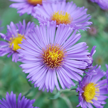 Aster (aster novibelgii) samen for anpflanzung in home garten