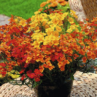 Nemesia Masquerade Samen – farbenfroh Bi- einjährig Gartenblumen